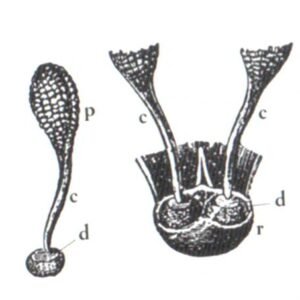 Zilveren Pollinium hanger met gestructureerd ontwerp en glanzende afwerking.