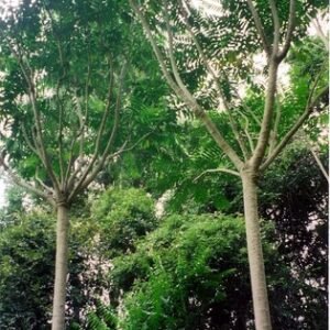 Polyscias murrayi plant met groene bladeren en stam.