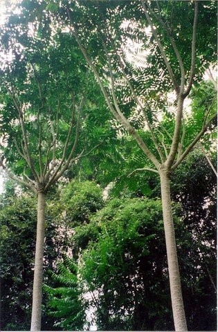 Polyscias murrayi plant met groene bladeren en stam.