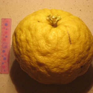 Sappige Ponderosa citroen aan boomtak met groen blad.