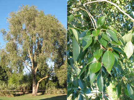 Chinese balsempopulier boom met groene bladeren en een winterhard label.