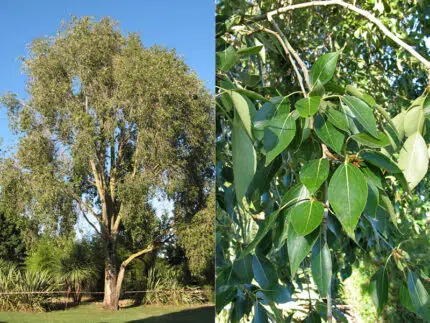Chinese balsempopulier boom met groene bladeren en een winterhard label.
