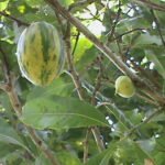 Rijp paars Pouteria caimito fruit op witte achtergrond.