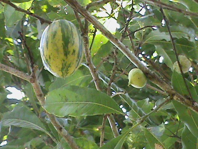 Rijp paars Pouteria caimito fruit op witte achtergrond.