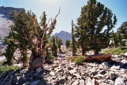 Zaadkegels van Pinus longaeva in schaduwrijke omgeving.
