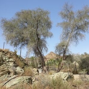 Bloeiende Prosopis cineraria boom in woestijnlandschap, 2020.