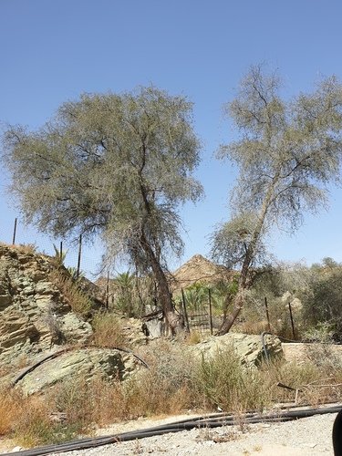 Bloeiende Prosopis cineraria boom in woestijnlandschap, 2020.