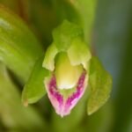 Psilochilus modestus orchidee bloeiend op kleigrond.