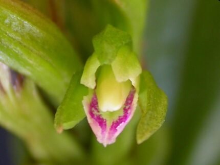 Psilochilus modestus orchidee bloeiend op kleigrond.