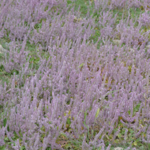 Psylliostachys suworowii bloemen in botanische setting.