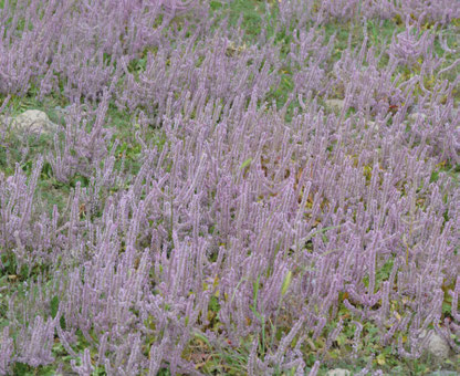 Psylliostachys suworowii bloemen in botanische setting.
