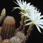 Kleine Pygmaeocereus bylesianus cactus met heldergroene stengels en witte doornen.
