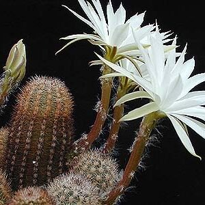 Kleine Pygmaeocereus bylesianus cactus met heldergroene stengels en witte doornen.