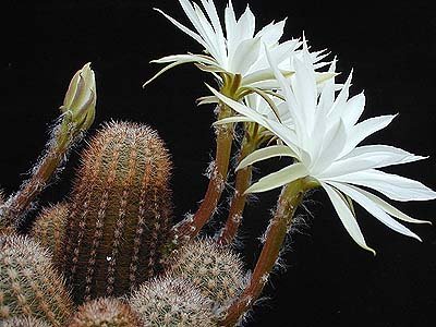 Kleine Pygmaeocereus bylesianus cactus met heldergroene stengels en witte doornen.