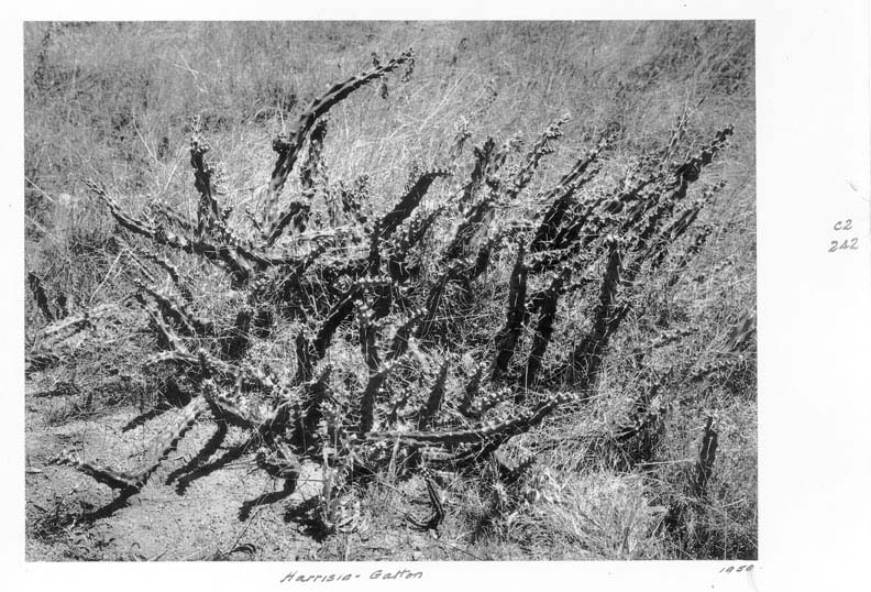 Harrisia martinii cactusplant in Gatton, Queensland, 1950.