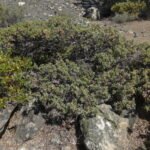 Quercus durata boom met groene bladeren en eikels op natuurlijke achtergrond.