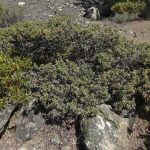 Quercus durata boom met groene bladeren en eikels op natuurlijke achtergrond.
