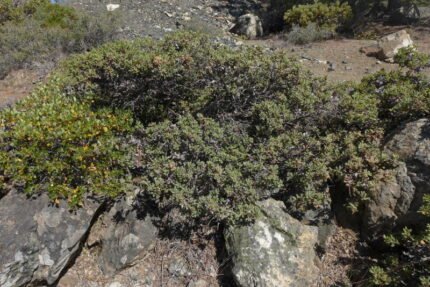 Quercus durata boom met groene bladeren en eikels op natuurlijke achtergrond.