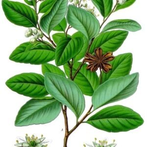 Illustratie van Quillaja saponaria met gedetailleerde bladeren en bloemen.