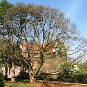 Winterse Ulmus 'Exoniensis' boom met kale takken en sneeuw op de grond.