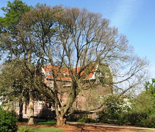 Winterse Ulmus 'Exoniensis' boom met kale takken en sneeuw op de grond.