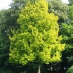 Majestueuze Ulmus ×hollandica ‘Wredei’ boom in Stadspark Groningen.