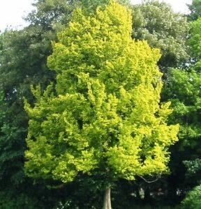 Majestueuze Ulmus ×hollandica ‘Wredei’ boom in Stadspark Groningen.