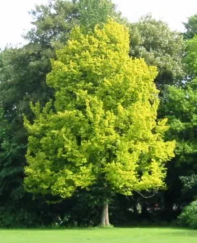 Majestueuze Ulmus ×hollandica ‘Wredei’ boom in Stadspark Groningen.
