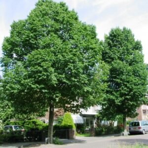 Close-up van donkergroene bladeren van Ulmus minor 'Hoersholmiensis'.