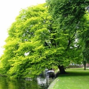 Goudkleurige bladeren van Ulmus glabra ‘Lutescens’ boom.