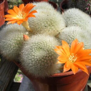 Felroze bloeiende Rebutia Muscula cactus in terracotta pot.
