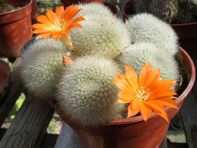 Felroze bloeiende Rebutia Muscula cactus in terracotta pot.