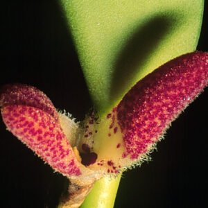 Restrepiella orchideeplant met groene bladeren in pot.