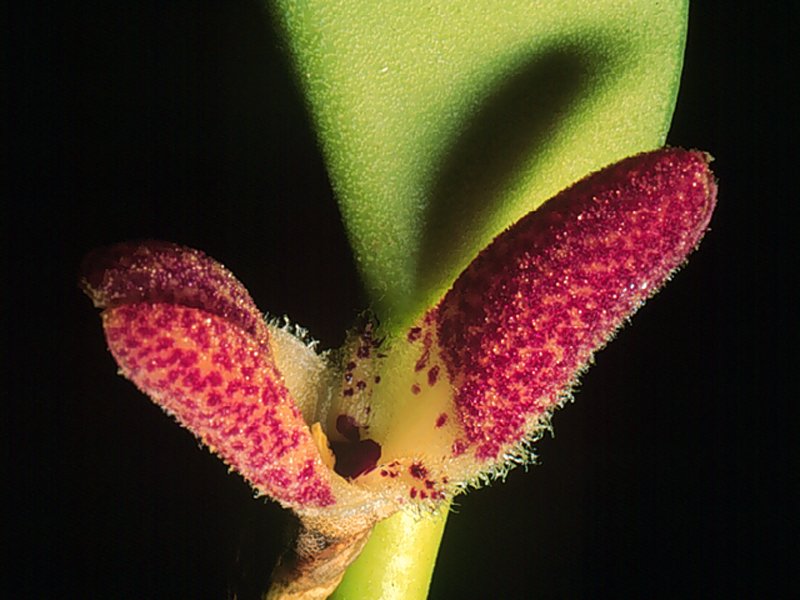 Restrepiella orchideeplant met groene bladeren in pot.