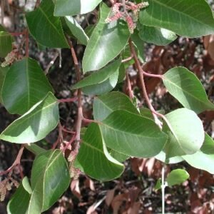 Rhus ovata plant met groene ovale bladeren en rode bessen.