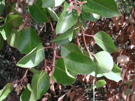 Rhus ovata plant met groene ovale bladeren en rode bessen.
