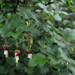 Native Californian Gooseberry plant with green leaves and red berries in natural setting.