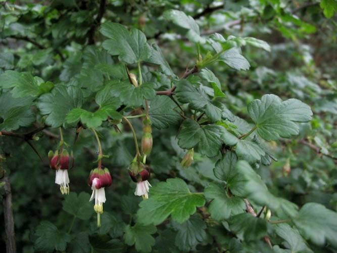 Native Californian Gooseberry plant with green leaves and red berries in natural setting.