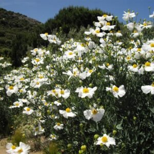 Romneya coulteri bloem in close-up, witte bloemblaadjes met gele meeldraden.