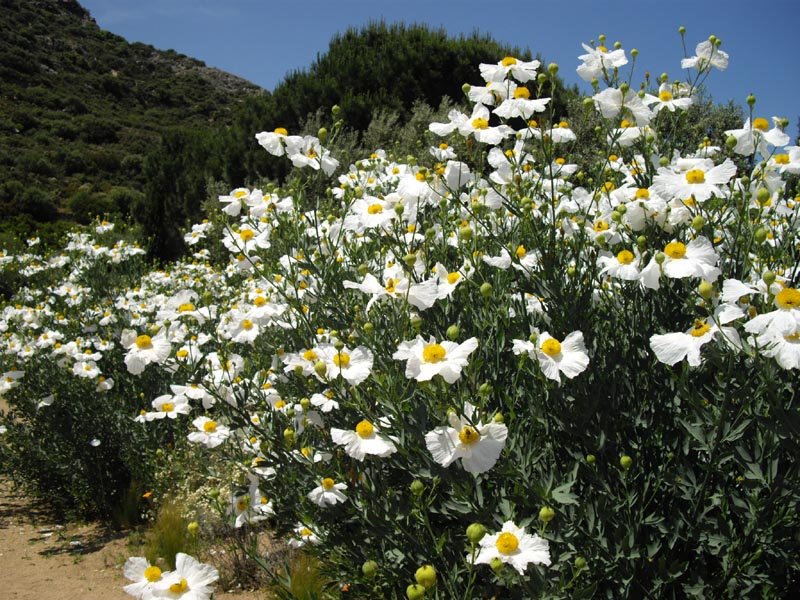 Romneya coulteri bloem in close-up, witte bloemblaadjes met gele meeldraden.