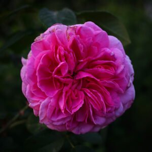 Pink Gertrude Jekyll rose bush in full bloom with lush pink flowers and green leaves.