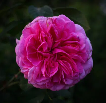 Pink Gertrude Jekyll rose bush in full bloom with lush pink flowers and green leaves.