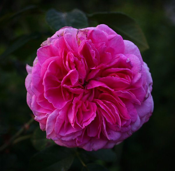 Pink Gertrude Jekyll rose bush in full bloom with lush pink flowers and green leaves.