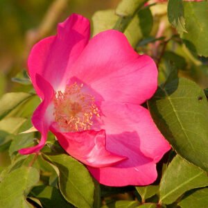 Pink blooming Rosa ‘Schoener’s Nutkana’ shrub with green foliage.