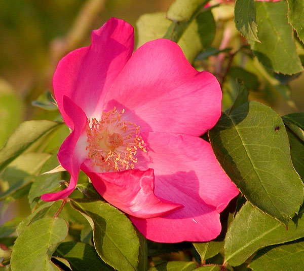 Pink blooming Rosa ‘Schoener’s Nutkana’ shrub with green foliage.