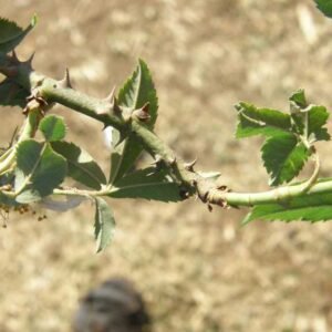 Prachtige Róża abisyńska plant met heldere roze bloemen en groen blad.