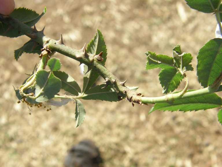 Prachtige Róża abisyńska plant met heldere roze bloemen en groen blad.