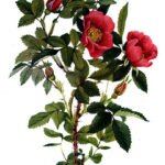 Pink and white blooming Rosa acicularis shrub in natural setting.