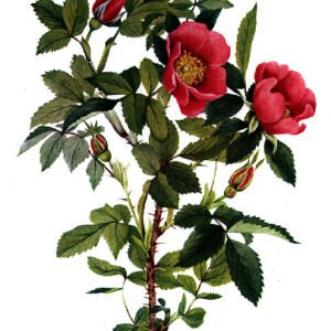 Pink and white blooming Rosa acicularis shrub in natural setting.