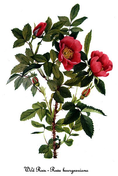 Pink and white blooming Rosa acicularis shrub in natural setting.